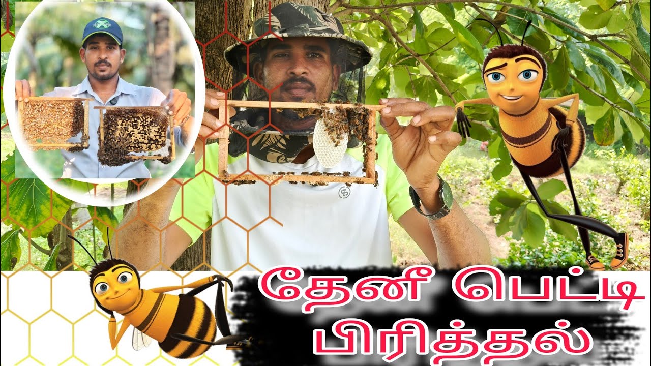 Bee box 1+1=2 தேனீ பெட்டி பிரித்தல் 