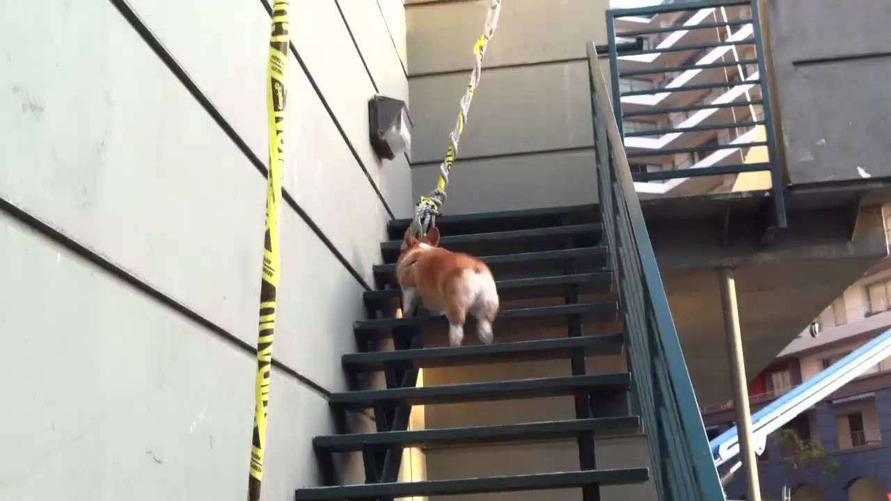 hopping up stairs YouTube