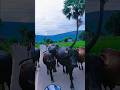 Village of Bihar view #bihar #villagelife #mountains #shortsvlog