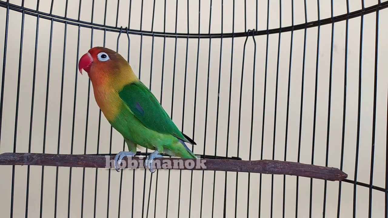 Audio Lovebird Liontin Bacan Html