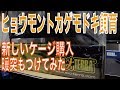 初めてのヒョウモントカゲモドキ飼育#18【GEXグラステラリウム3030】