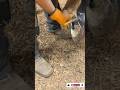 The Largest Hoof I Have Ever Had To Trim. Horse Restoration Front Hooves. #horse #donkey #hoof #asmr