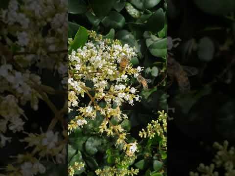 bees