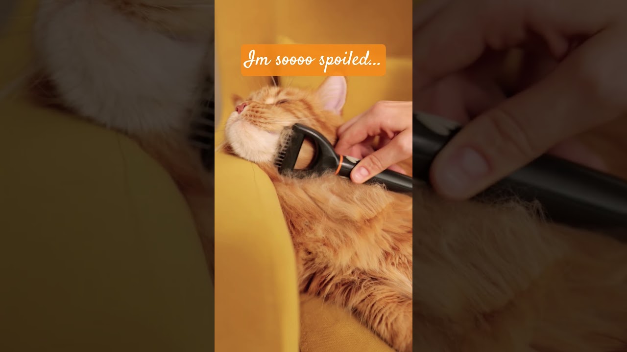 Spoiled Baby, He is gorgeous.  