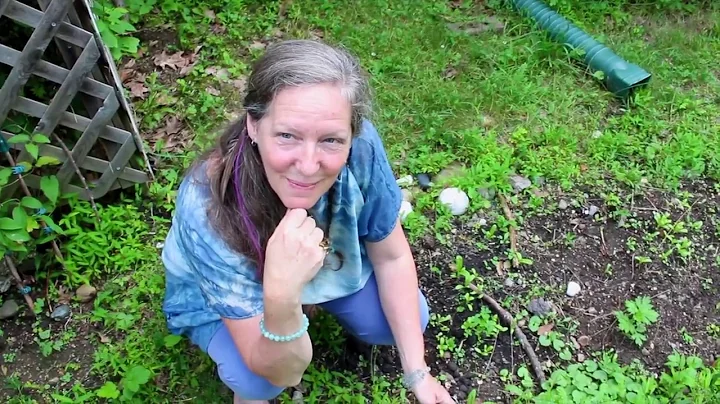 Plant Medicine Series : Burdock