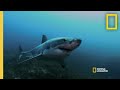 The Dangers of Shark Nets  | When Sharks Attack