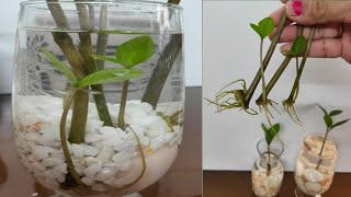 How to grow ZZ plant in water | propagation of ZZ plant | how to propagate ZZ plant |plants in water
