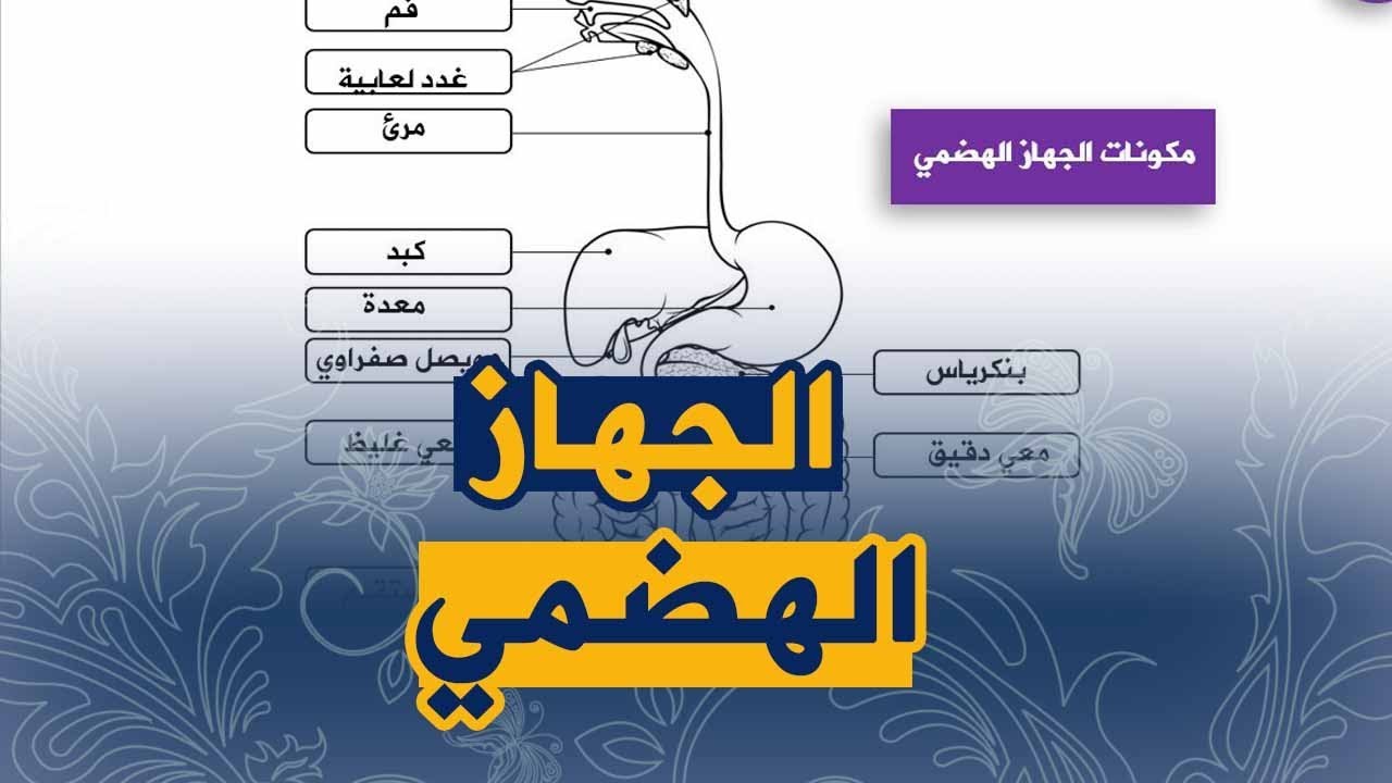 الدرس 4 :الدعامة التشريحية للهضم علوم الطبيعة و الحياة السنة الرابعة متوسط الجيل الثاني