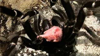 I Almost Got BIT! - Tarantula Feeding Video #11 by Whitey Exotics 585 views 9 months ago 10 minutes, 31 seconds