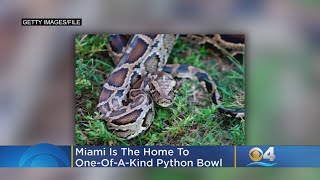 Miami Not Only Home To Super Bowl, But Also One-Of-A-Kind Python Bowl