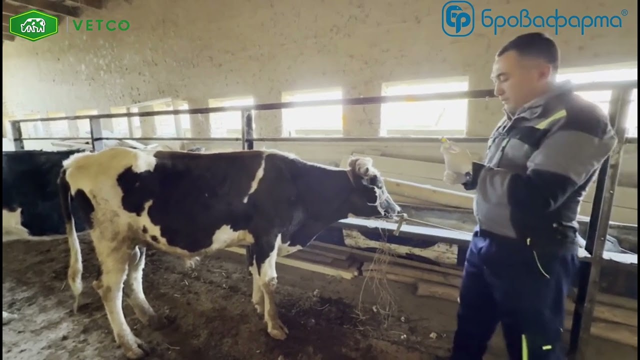 Ички ва ташқи паразитларга қарши курашишнинг энг самарали усули