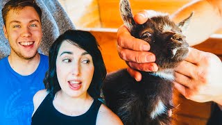 BABY GOAT born with FANGS?! (that was unexpected)