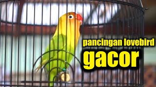 PANCINGAN LOVEBIRD DIAM JADI LOVEBIRD NGEKEK PANJANG GACOR