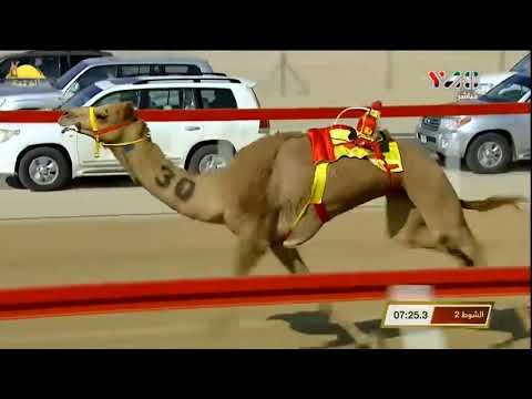 الشوط 2 بندقية القعدان نايف ل محمد مرخان الكتبي جائزة زايد الكبرى 2019 12 4 الوثبة الثنايا 8 كم