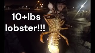 Boys getting limits on the SS titanic, Biggest Spiny Lobster Caught on the OTF express 10+ pounds
