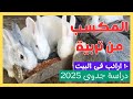 مشروع تربية الأرانب في المنزل من الخبراء 10 أرانب بأقل تكلفة وأعلى ربح 