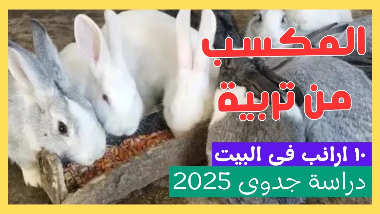 مشروع تربية الأرانب في المنزل من الخبراء! 10 أرانب بأقل تكلفة وأعلى ربح