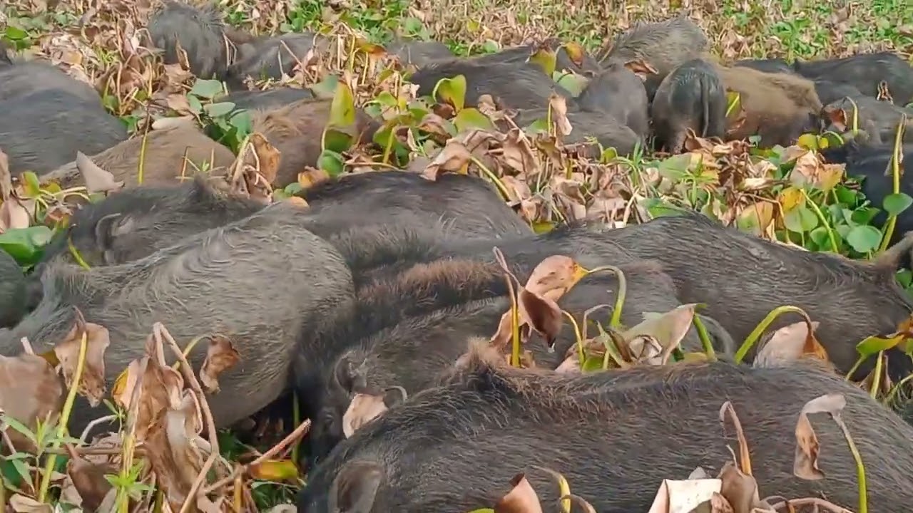 Encountering the Wild Pigs Boars and Hogs  Natures Mighty BeastIn  animals video