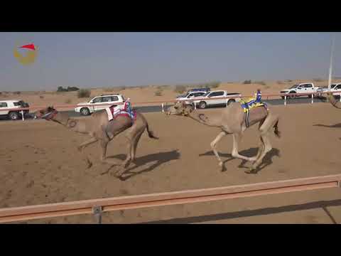 سباق الإيذاع الهباب 20 10 2018 ش15 جبر ل محمد حليس راشد الكتبي 7 59