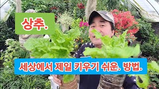 '상추' 페트병에 누구나 손쉽고, 풍성하게 키우려면 이렇게 하세요!!