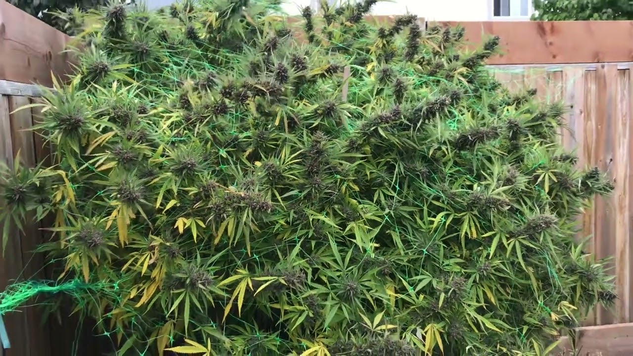 Backyard Cannabis Canada Gorilla Zkittkez Barneys Farm Outdoor 2022