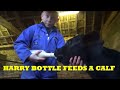 HARRY BOTTLE FEEDS A CALF