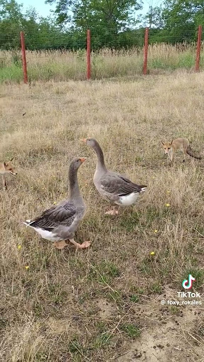 via #tiktokvideo https://vm.tiktok.com/ZNd9w2o2D/