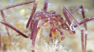 Sea Spiders  Animal of the Week