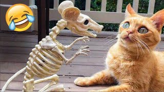 Funniest Cats and Dogs Videos😺🐶Funny Animals 2022 🤣 Cute Cats Family