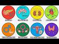 Every Major Hormone &amp; How It Controls Your Body Explained In 22 Minutes