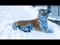 Riga Zoo in Winter (2021) Рижский зоопарк зимой