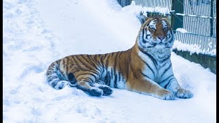 Riga Zoo in Winter (2021) Рижский зоопарк зимой