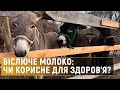 Чи корисне молоко віслюків та чому коштує так дорого?