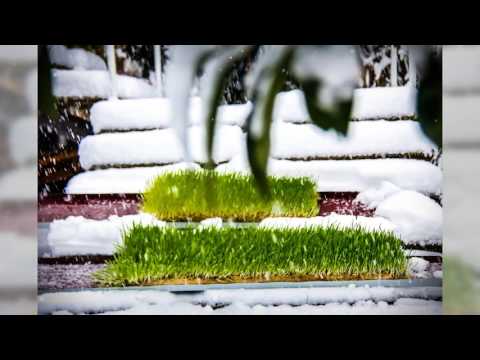 ეკოლოგიურად სუფთა მწვანე მასა ზამთარ-ზაფხულ