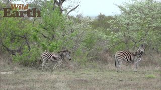 WildEarth - Sunset - 03 November 2021