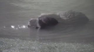 Beavers hang out in a small pond near a Texas Buc-Cee&#39;s