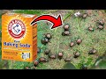 How To Make A Baking Soda Pesticide &amp; Fungicide Spray (NATURAL &amp; EFFECTIVE)
