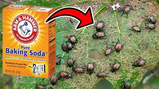 How To Make A Baking Soda Pesticide & Fungicide Spray (NATURAL & EFFECTIVE)