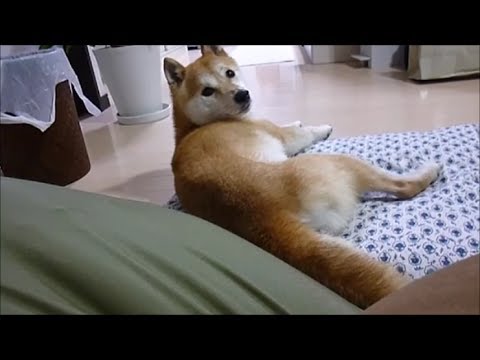 「散歩！？」と反応する犬 Shibainu Q : reacts to the words that make him expect a walking