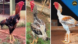 Como Fazer Manejo De Frangos Reprodutores No Seu Criatório