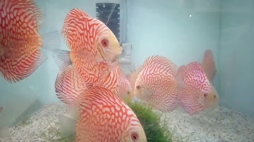 Cá Dĩa Bồ Câu - hội chợ cá cảnh 2017