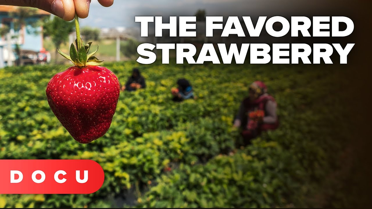 FOOD DOCUMENTARY | The Favored Strawberry (Secrets Behind the World’s Sweetest Fruit)