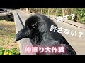 【vlog】怖がらせてしまったカラスは許してくれるのか謝罪に行って来ました #カラス #猫 #保護馬