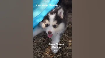 Happy National Dog Day Pawsomepomskies 
