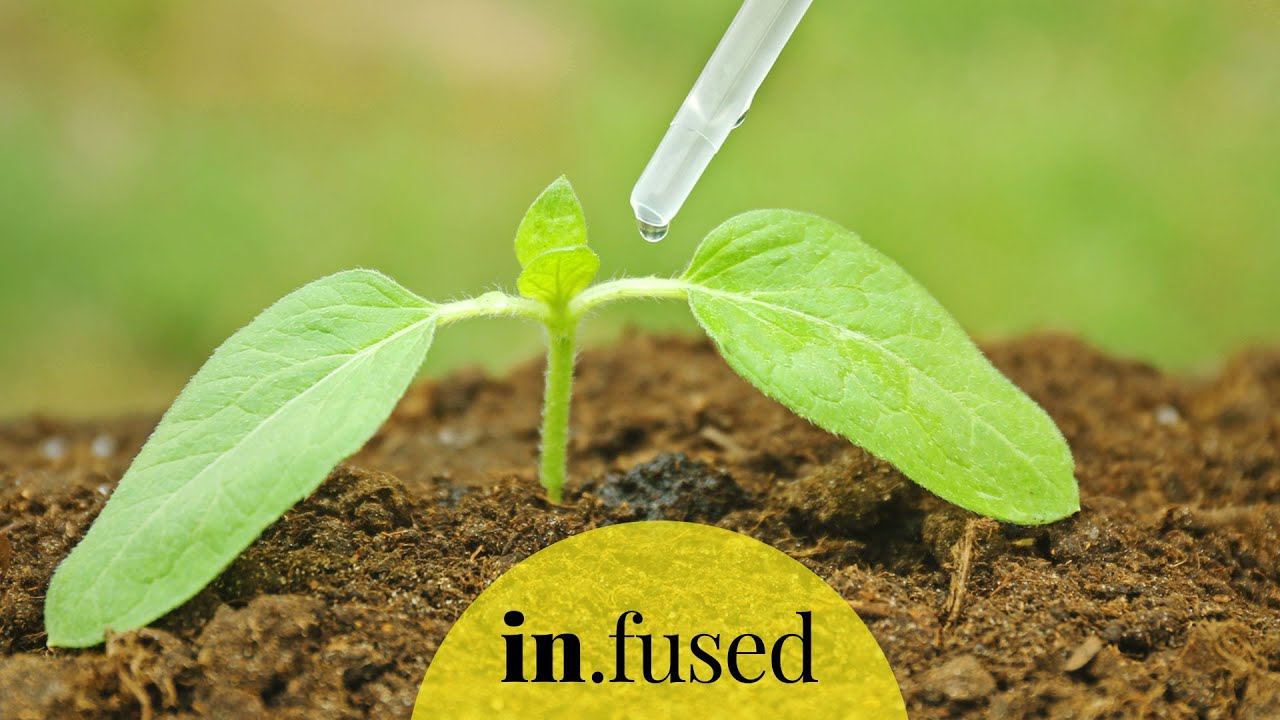 Organischer DÜNGER für den Heimgärtner