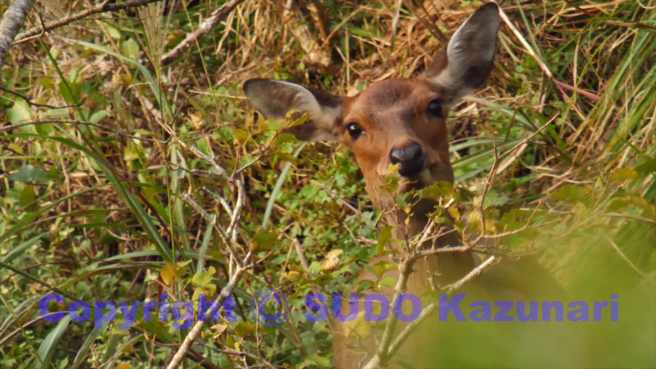 雄ジカの発情期特有の鳴き声と雌ジカの警戒声 Youtube