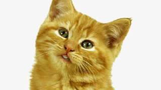 katze.avi