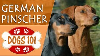 Dogs 101  GERMAN PINSCHER  Top Dog Facts About the GERMAN PINSCHER