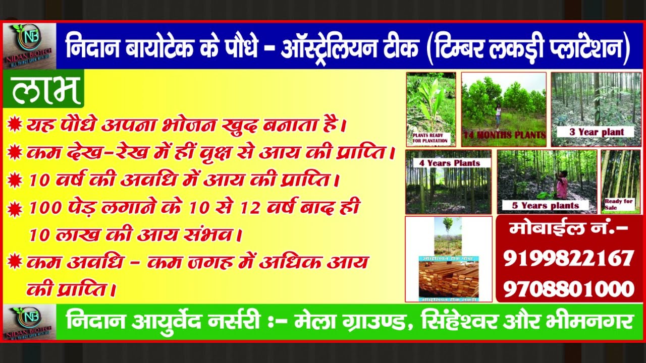 Australian Teak Available at Nidan Biotech