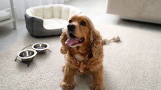 Essential Travel Gear for a Stress Free Journey with Your Cocker Spaniel